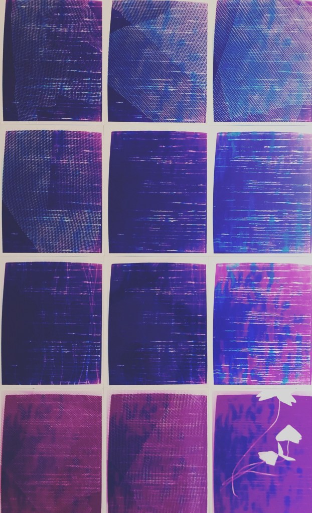 nine colour photograms of found objects, material and phlox plant with a pink/blue colour experimental colour photogram